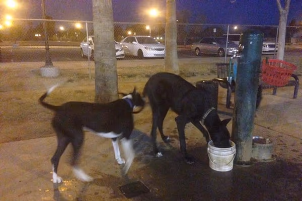 Dog Park at Sahuaro Ranch Park